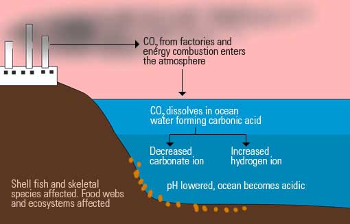 how ocean acidification is caused