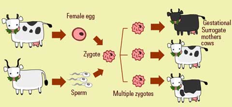 cloning animals