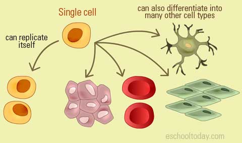 The stem cell