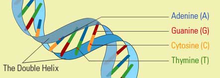 The dna double helix